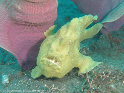 BD-080330-Lembeh-3302305-Antennarius-pictus-(Shaw.-1794)-[Painted-frogfish].jpg